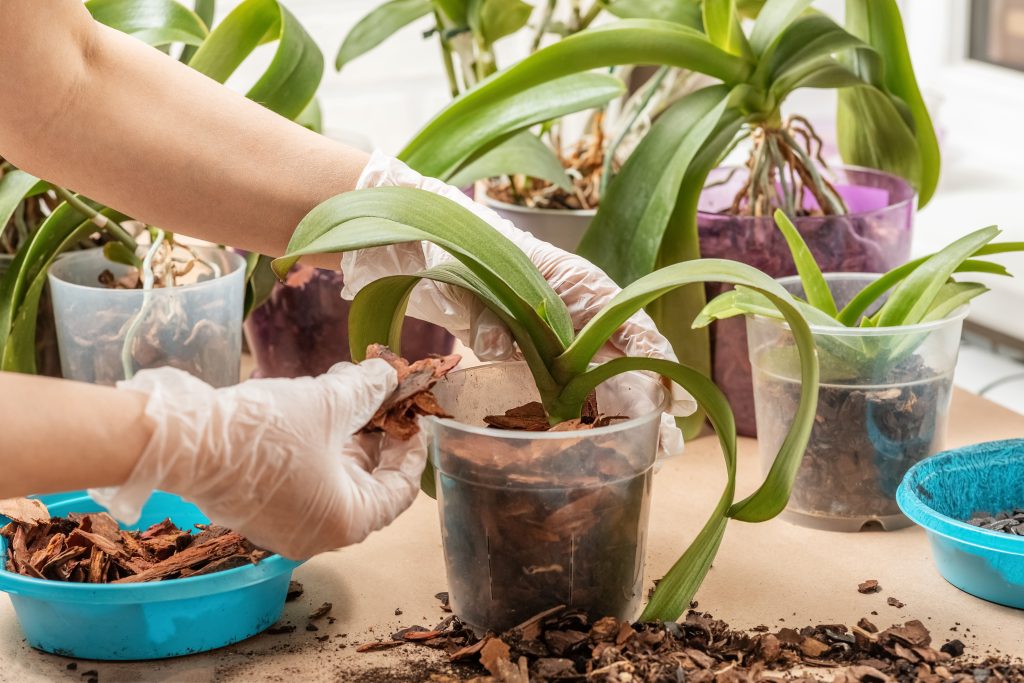 根を整えた胡蝶蘭を新しい鉢に植える