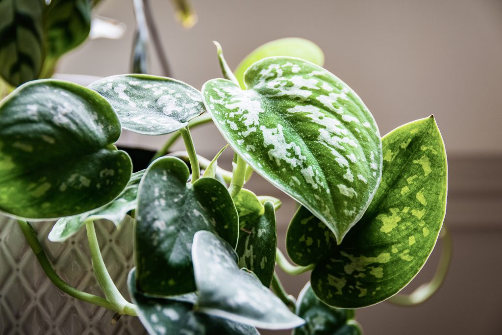 樹液が出る観葉植物