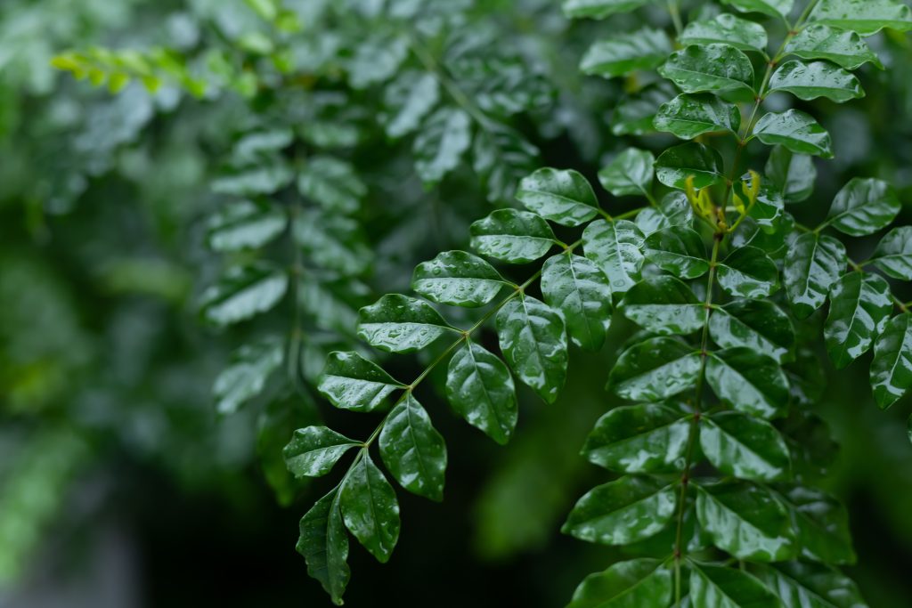 葉が揺れやすい観葉植物