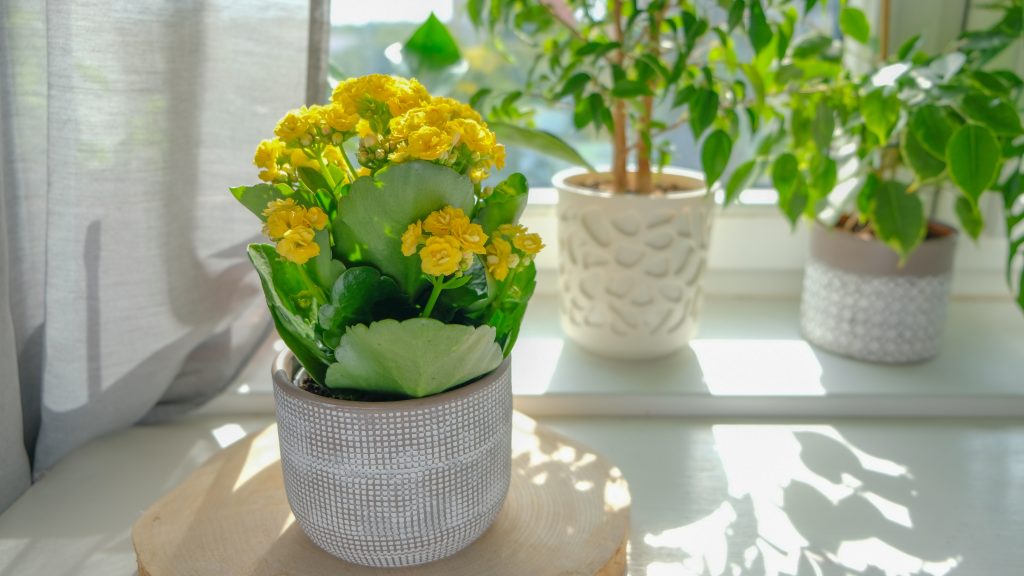 葉っぱも花もかわいい「カランコエ」