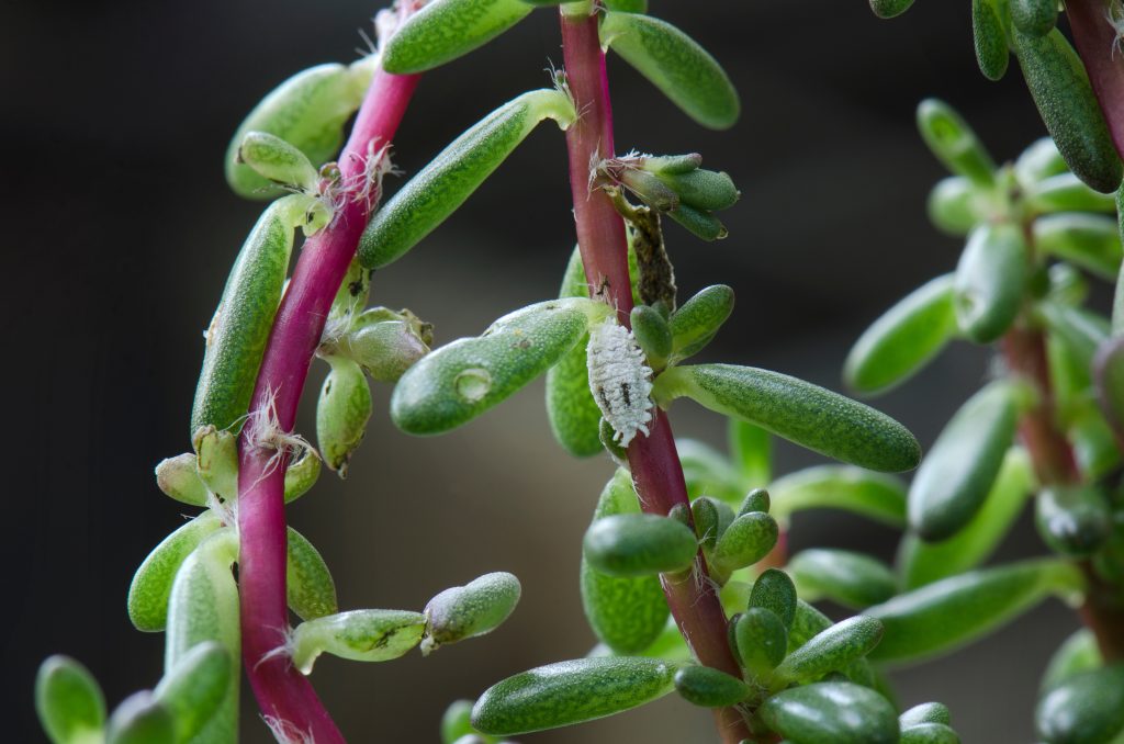 観葉植物に虫がわく原因