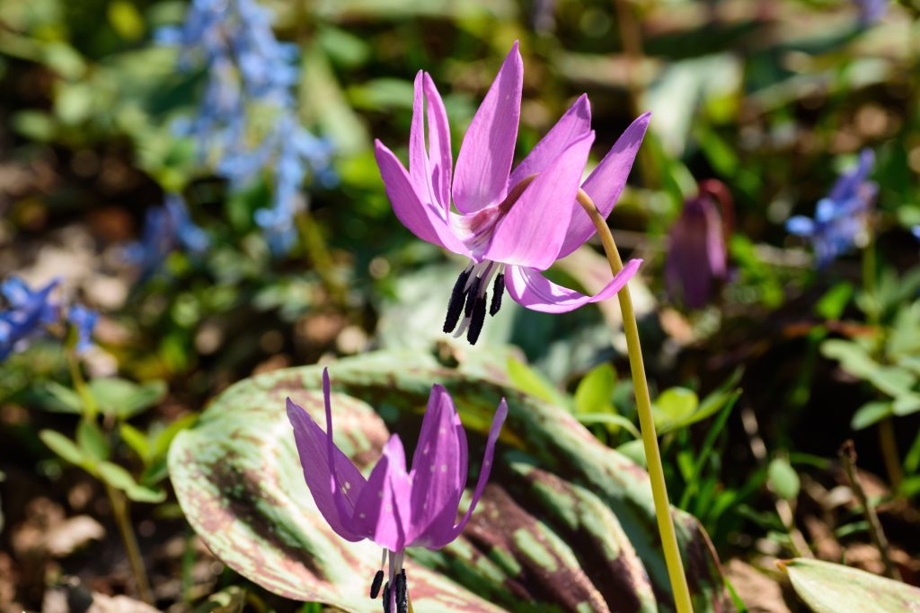 カタクリはどんな花が咲く？