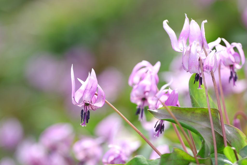 カタクリの開花時期