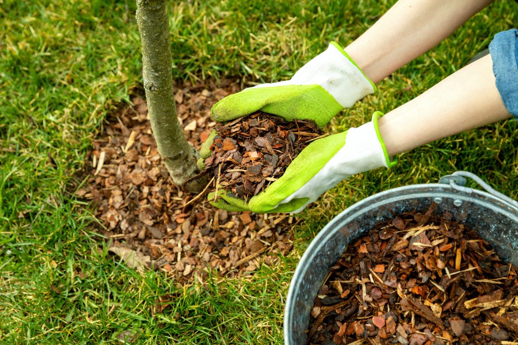 観葉植物の土を隠す「マルチング」とは