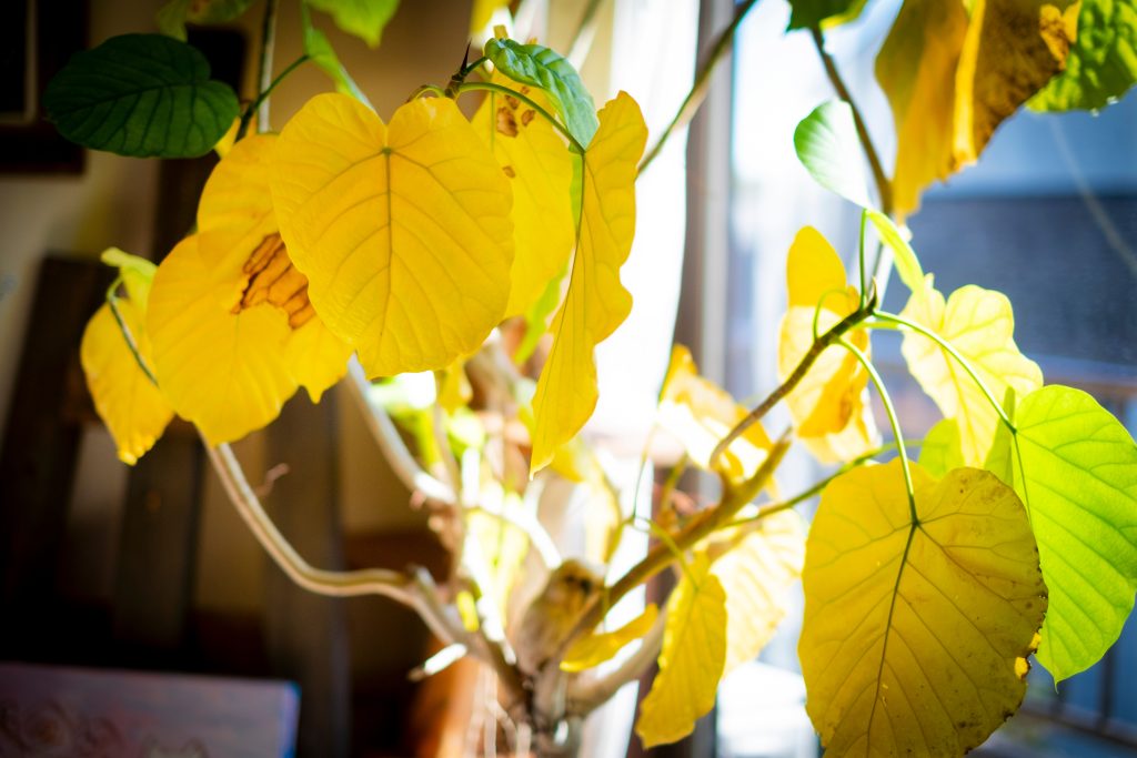 植物が枯れている・弱っている