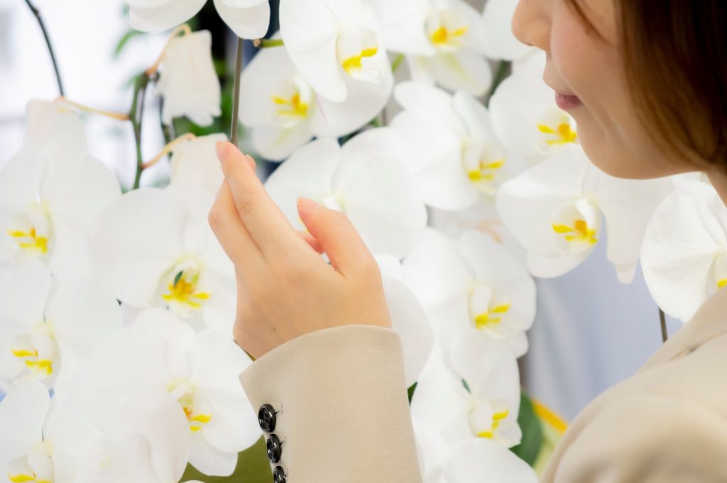 胡蝶蘭の寿命はどのくらいもつの？