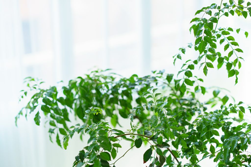 観葉植物の空気清浄効果って？