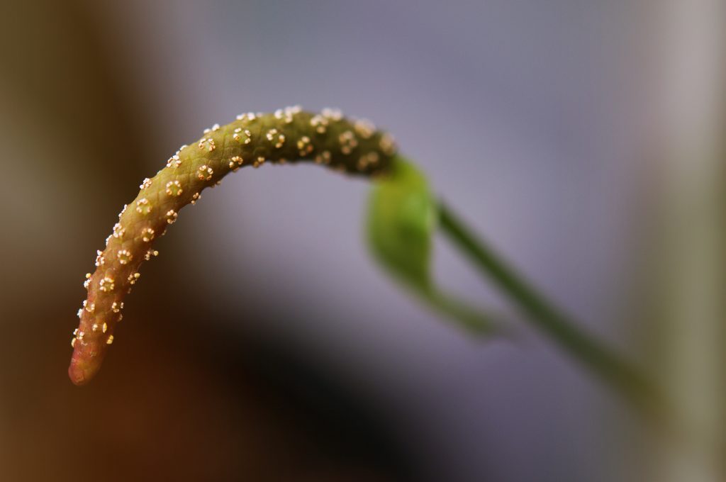 アンスリウム クラリネルビウムはどんな花が咲く？