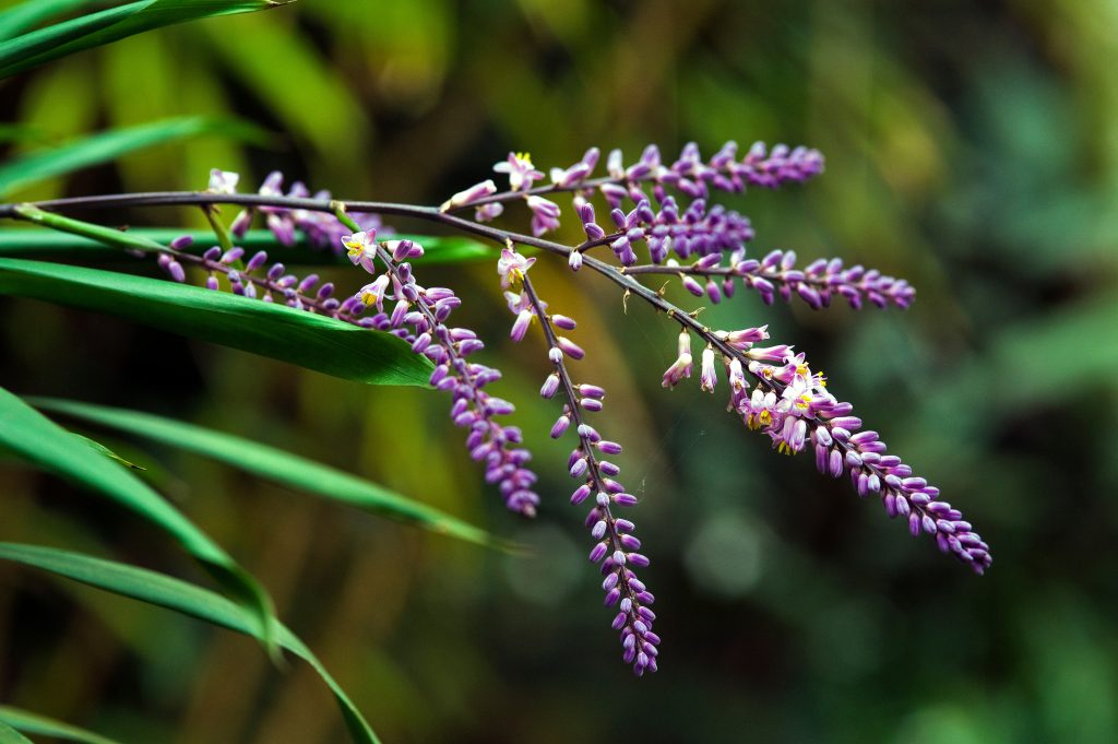 コルジリネ ストリクタはどんな花が咲く？