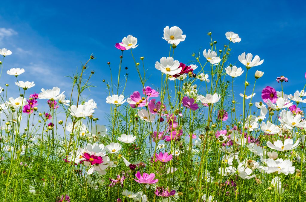 コスモスはどんな花が咲く？