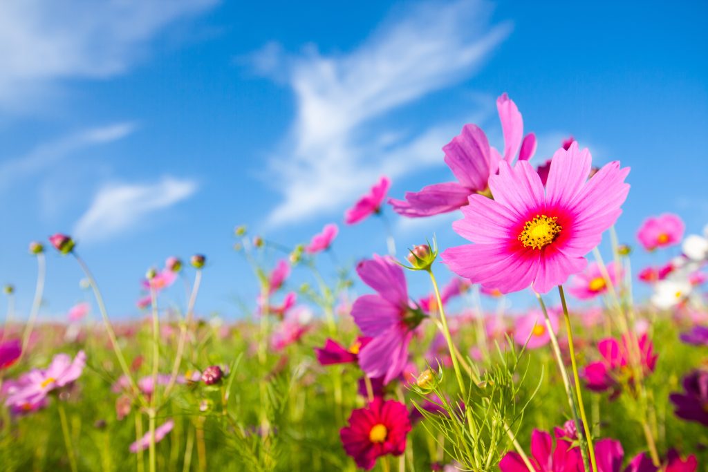 コスモスの開花時期