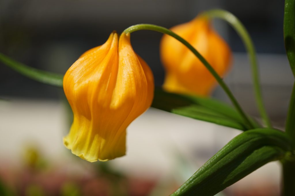 サンダーソニアはどんな花が咲く？