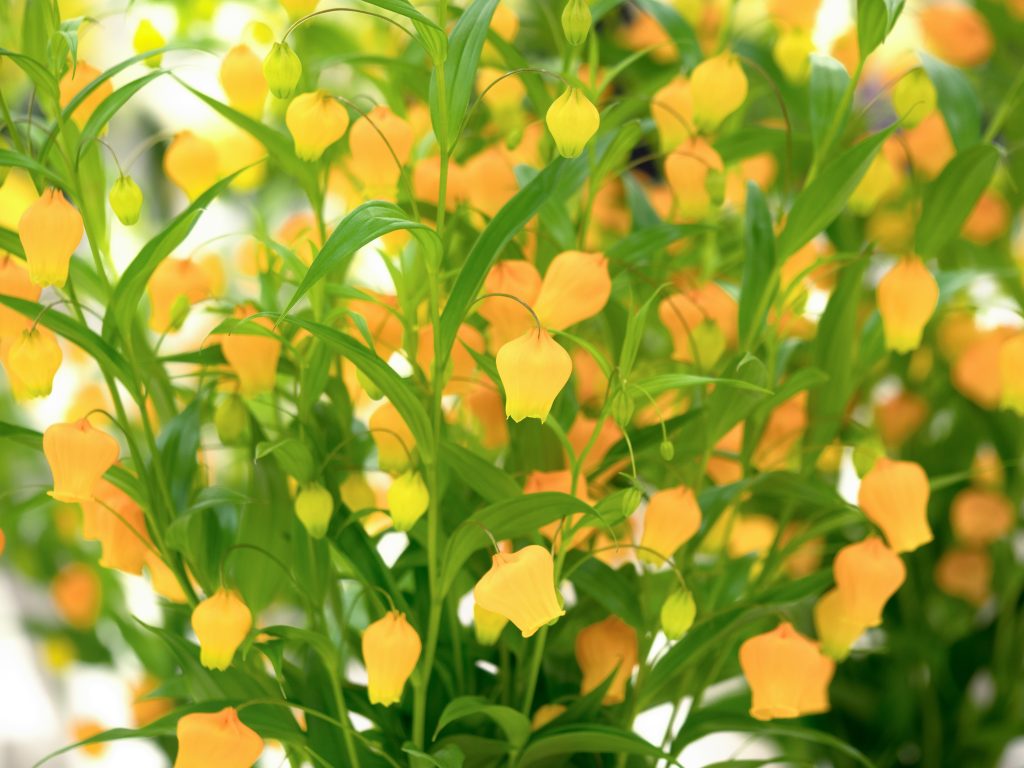 サンダーソニアの開花時期は6～7月