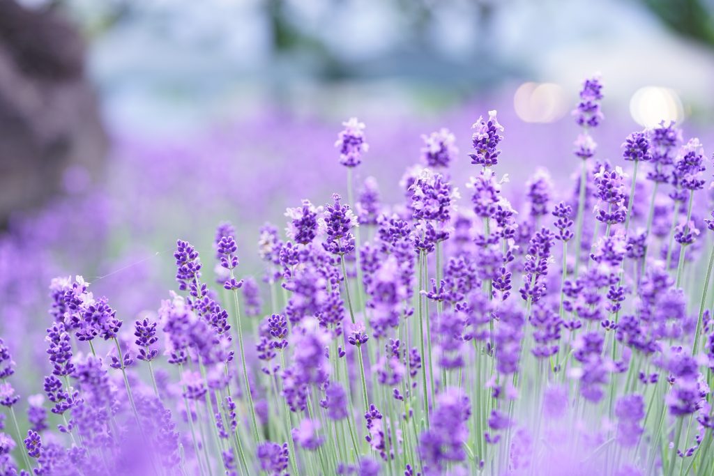 ラベンダーの開花時期