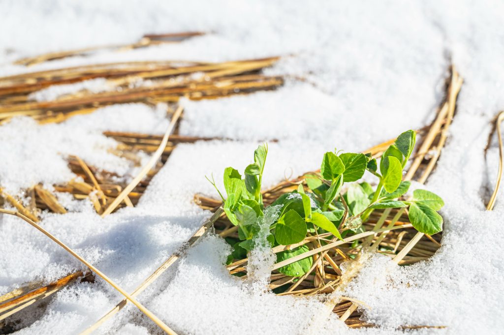 ① 霜や雪対策を徹底する