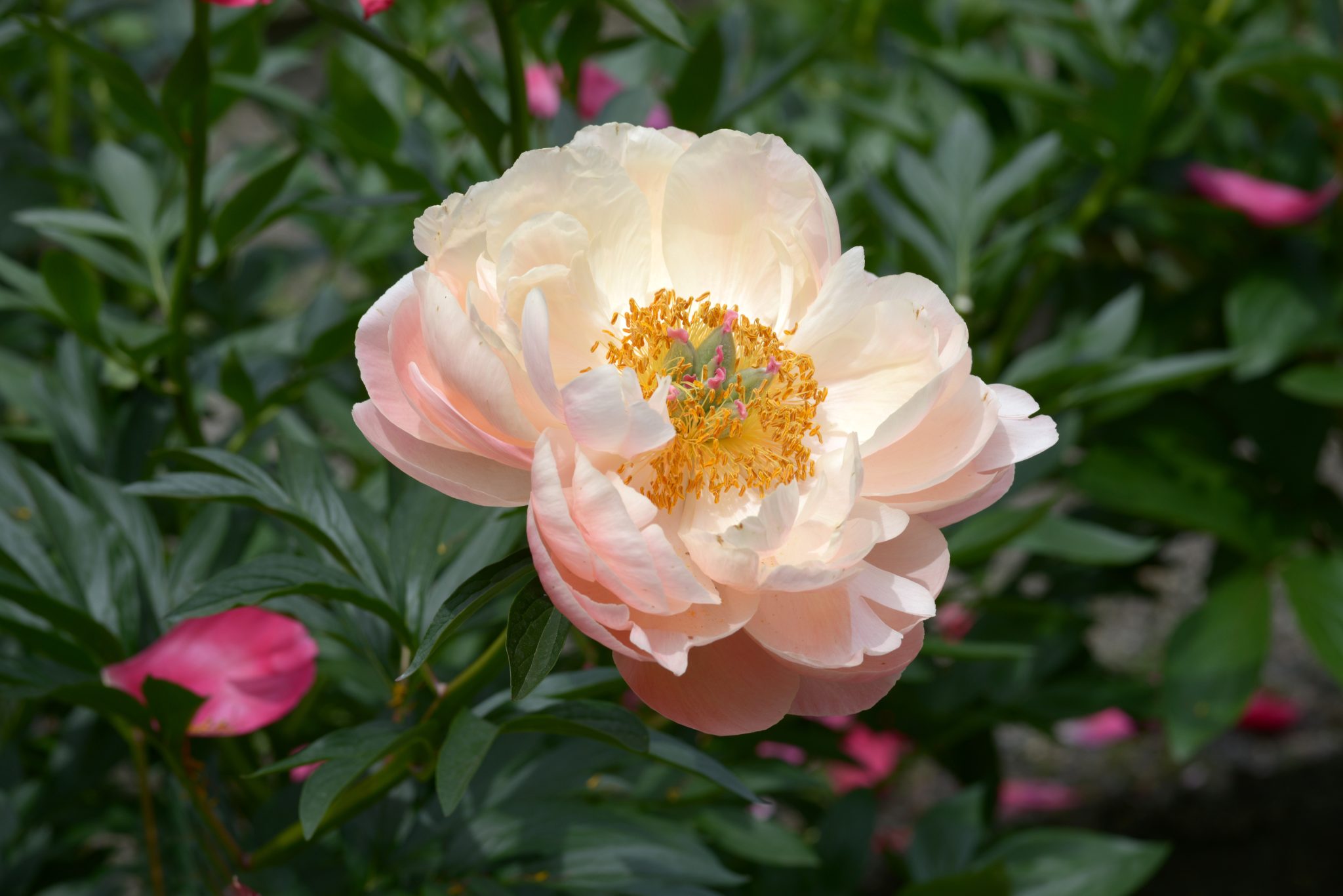 シャクヤクの育て方|植物図鑑|HanaPrime(ハナプライム)