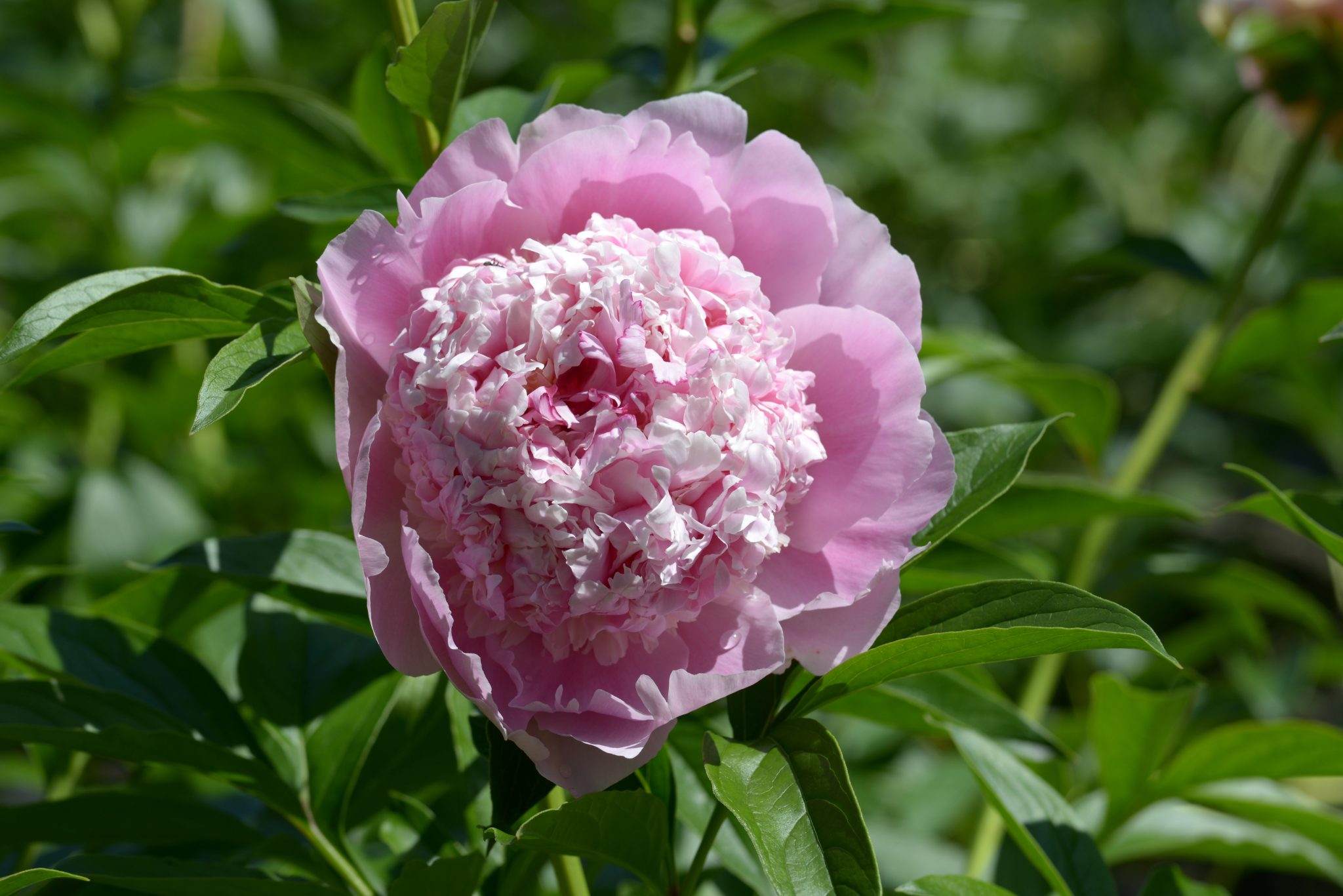 シャクヤクの育て方|植物図鑑|HanaPrime(ハナプライム)
