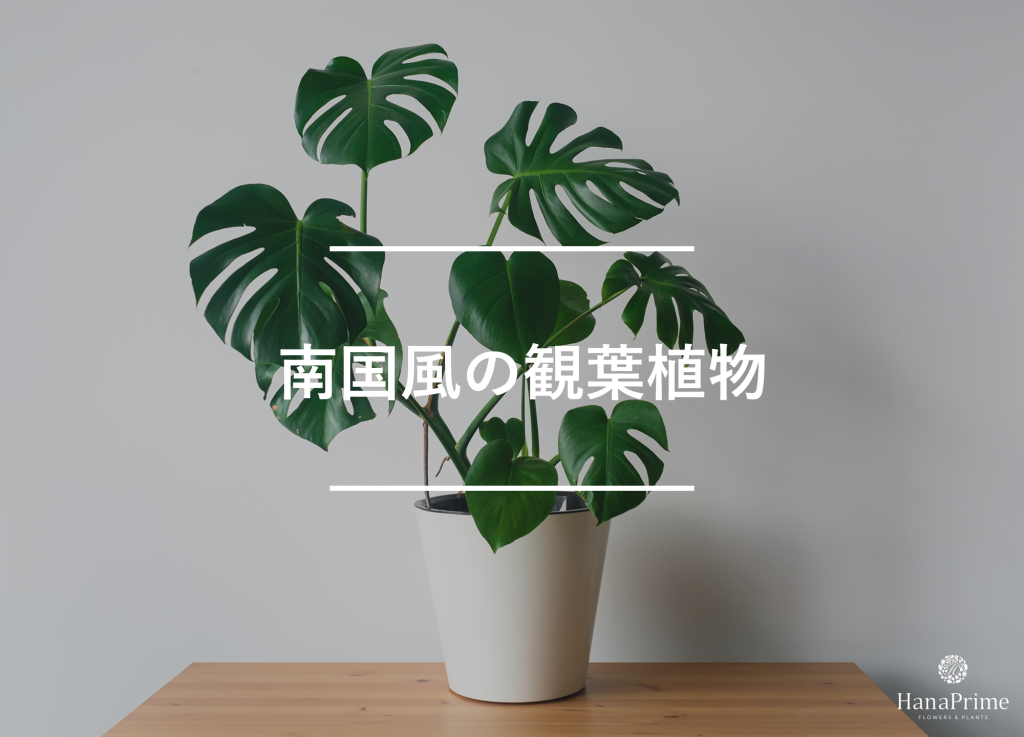 南国風の観葉植物おすすめ9選