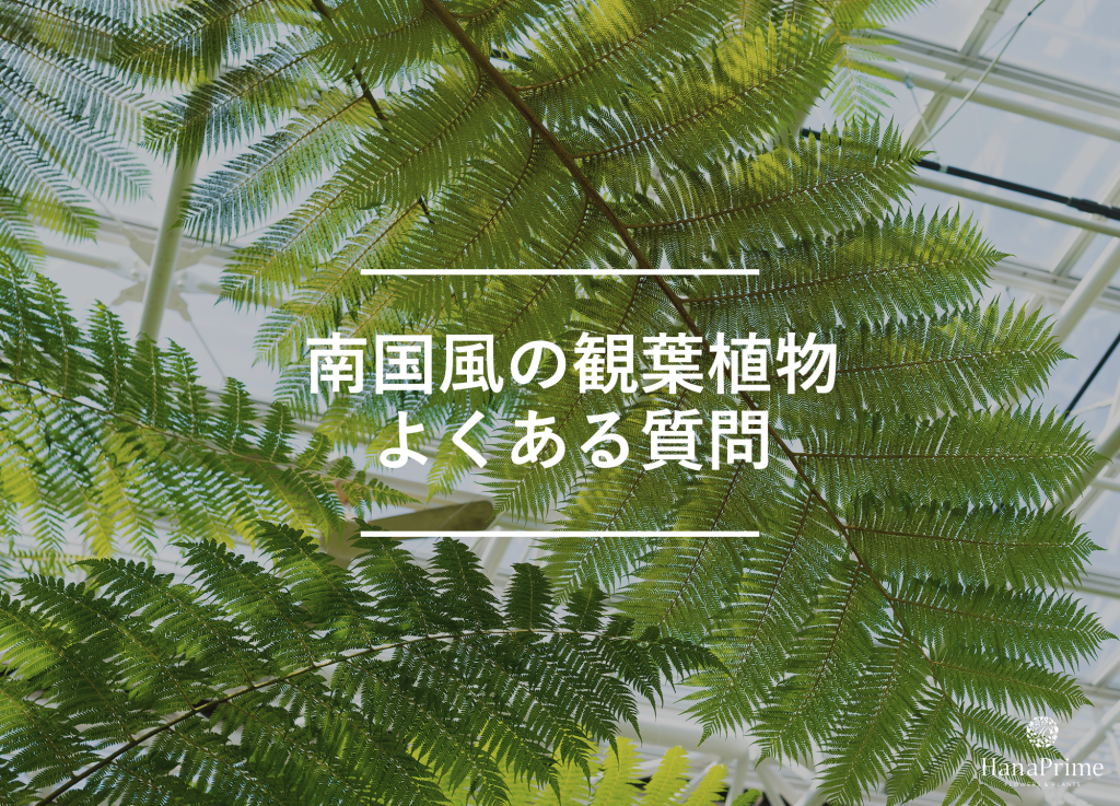 南国風の観葉植物に関するよくある質問