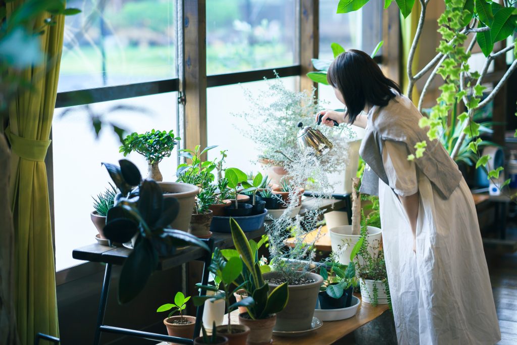 観葉植物は1年でどれくらい大きくなる？品種別に紹介