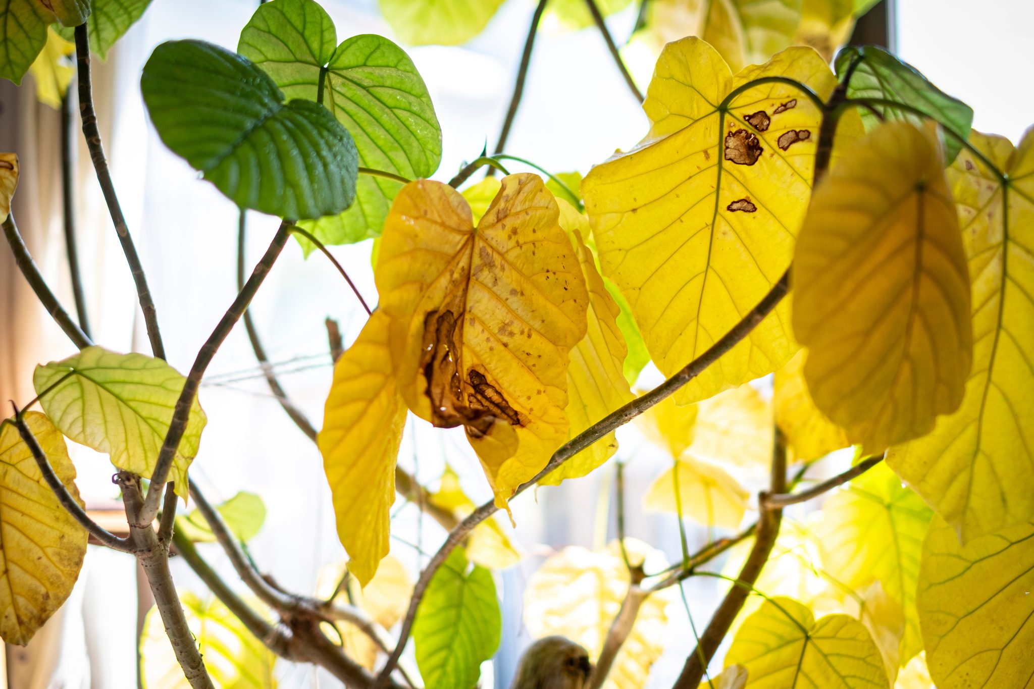 観葉植物が枯れる原因と対策を詳しく解説|植物図鑑|HanaPrime(ハナプライム)