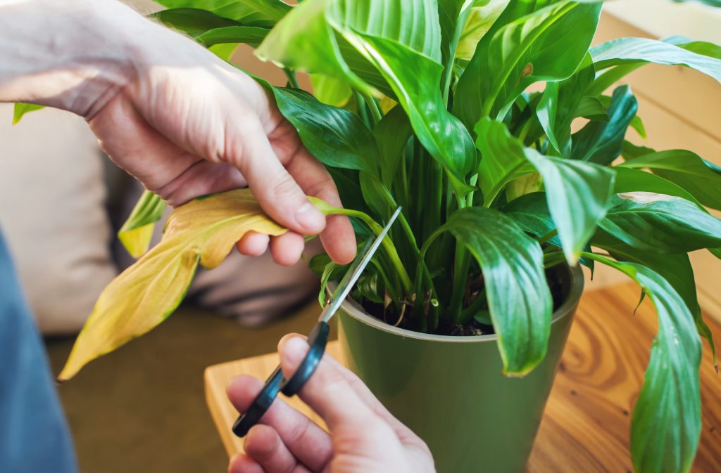 枯れてしまった観葉植物を復活させる方法