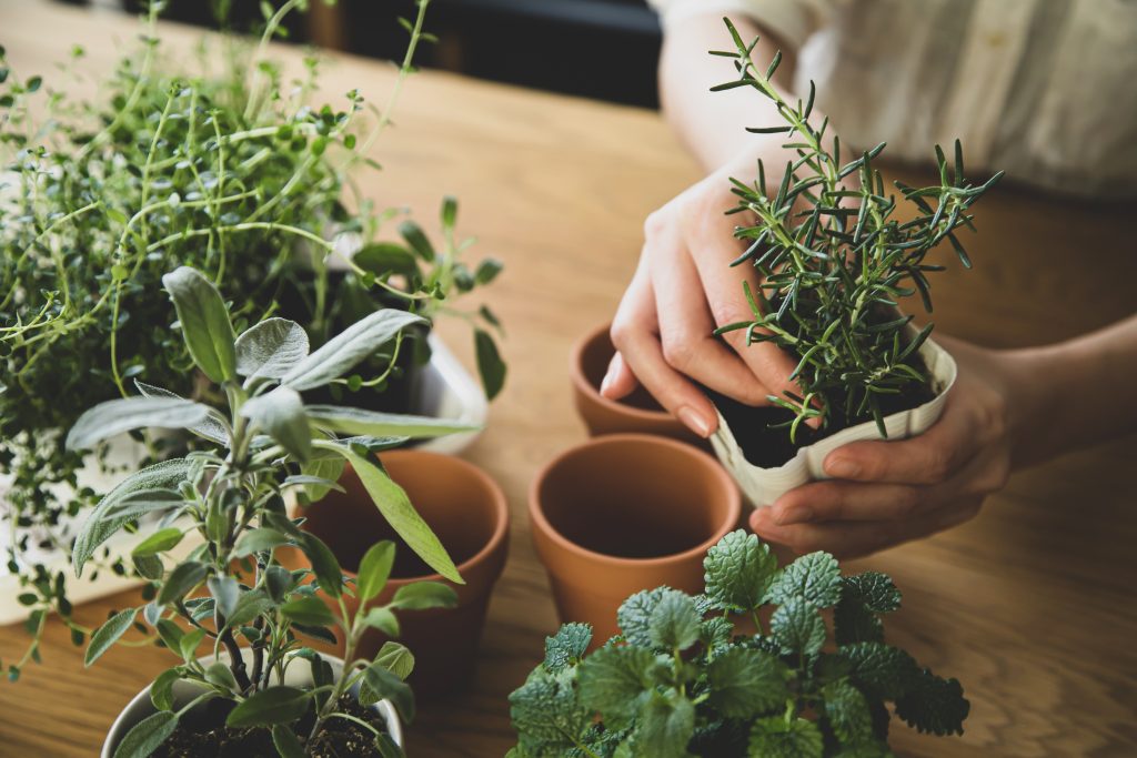 植え替えをおこなう