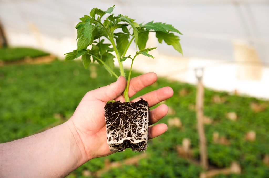 観葉植物の成長は根っこが重要｜ルーピングに注意