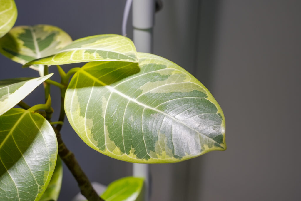 フィカス アルテシマの葉っぱの形
