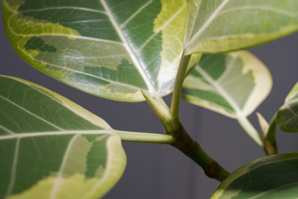 フィカス アルテシマの肥料のあげ方