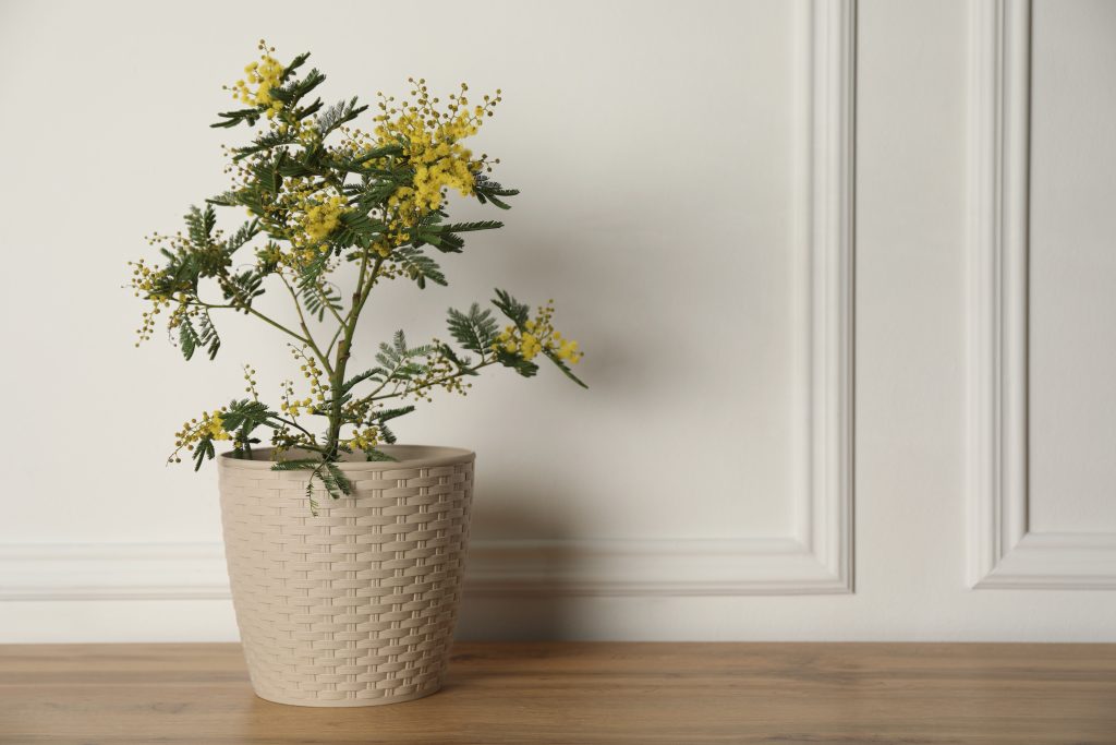 アカシアを鉢植えで育てるコツ