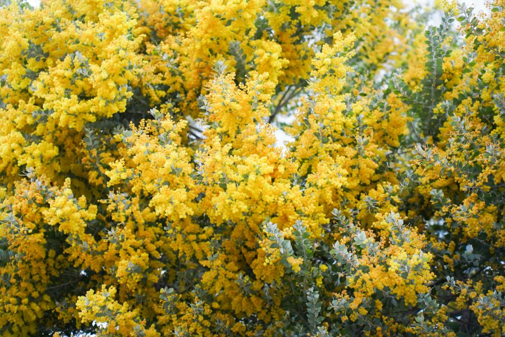アカシアの開花時期