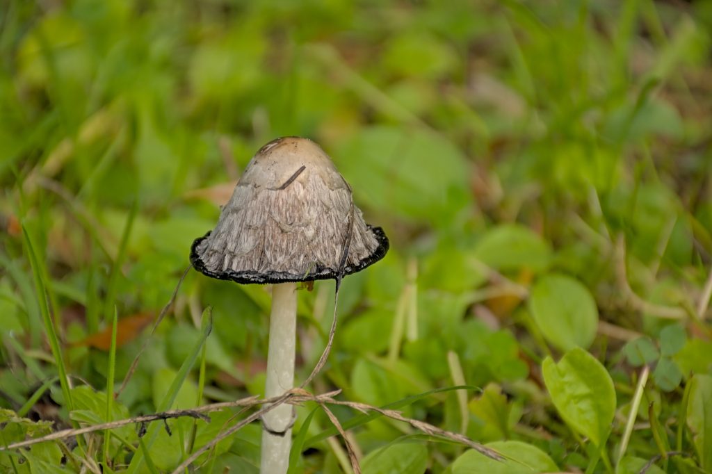 観葉植物に生える茶色・灰色っぽいきのこはヒトヨタケ