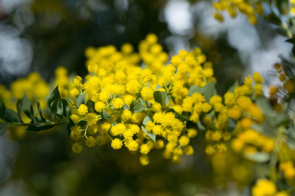 ギンヨウアカシア プルプレアはどんな花が咲く?