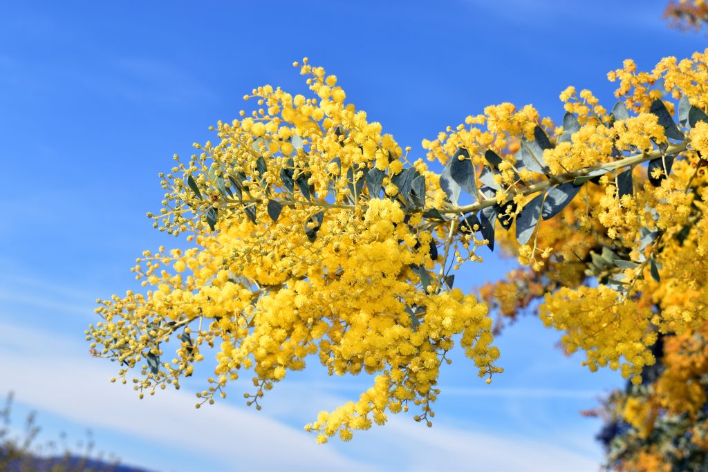 ギンヨウアカシア プルプレアの開花時期
