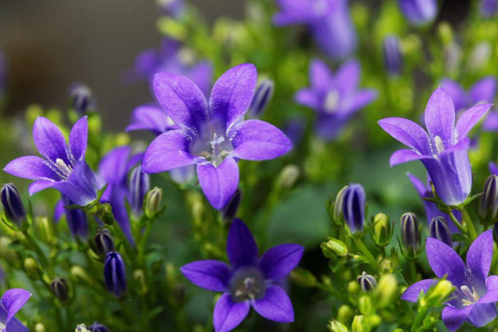 カンパニュラはどんな花が咲く?