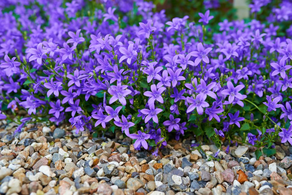 カンパニュラの開花時期