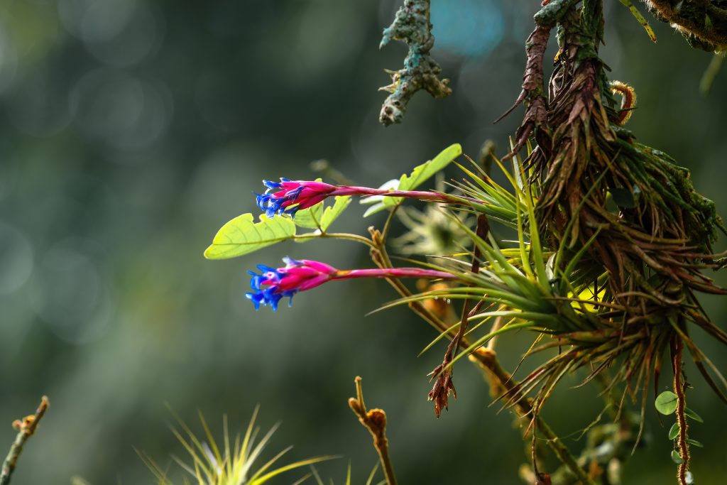 チランジア アエラントスはどんな花が咲く?