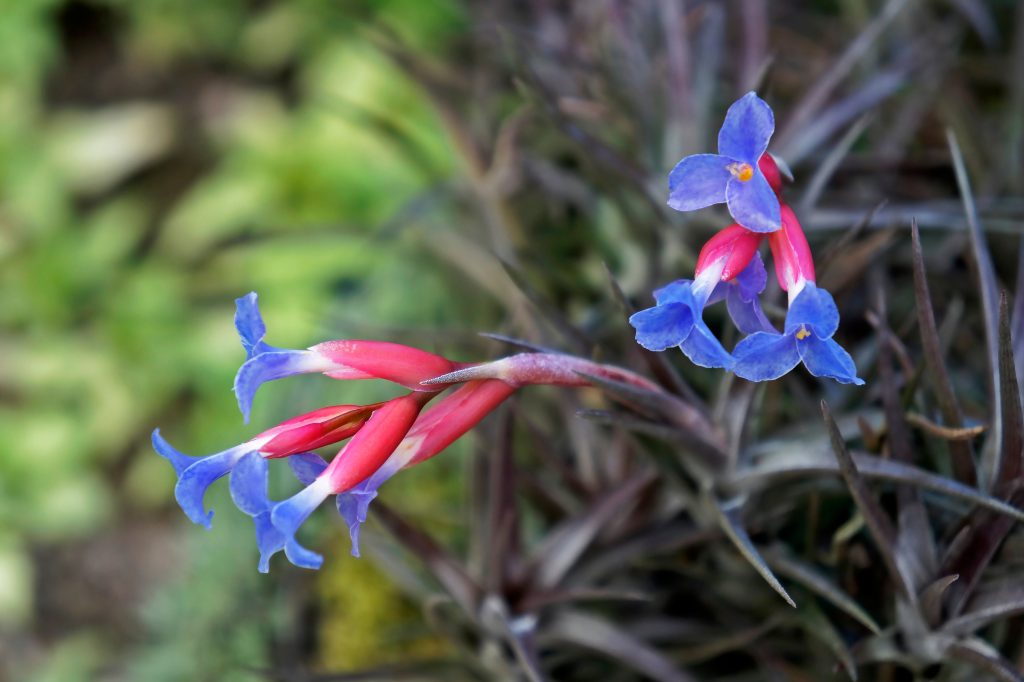チランジア アエラントスの開花時期