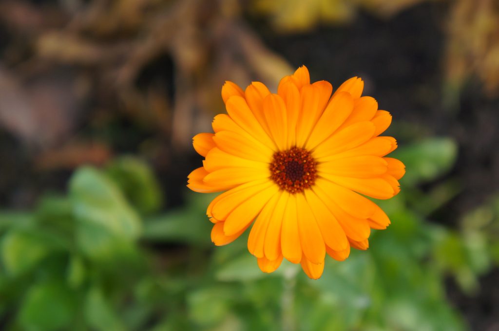 キンセンカはどんな花が咲く?