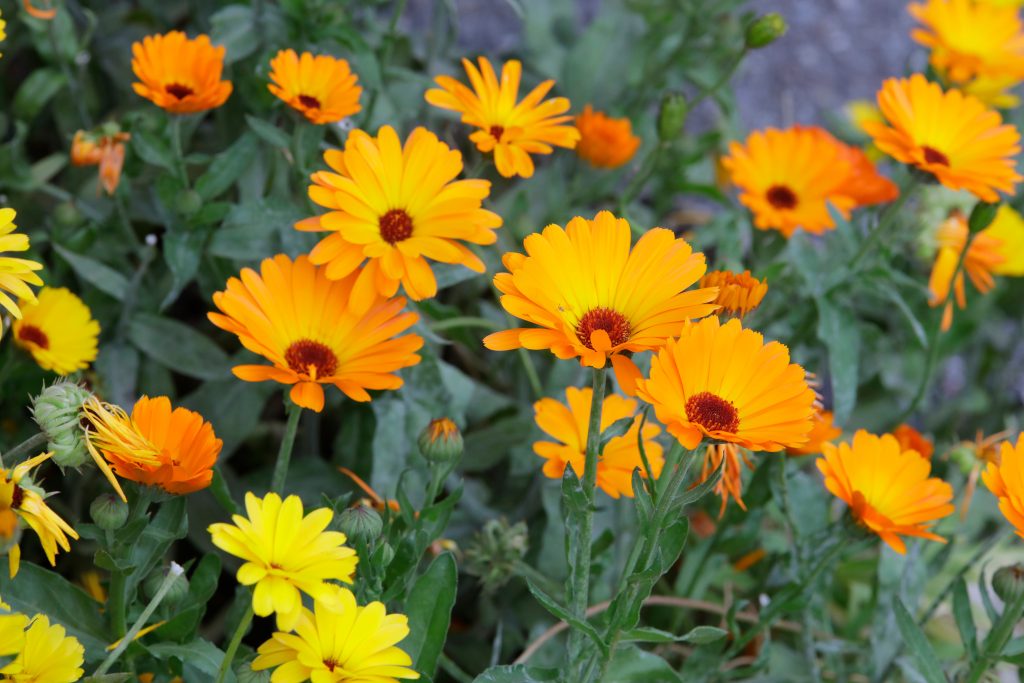 キンセンカの開花時期