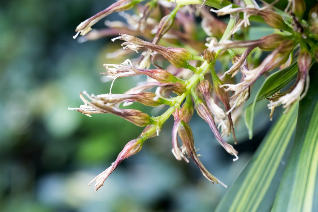 ドラセナ ソングオブインディアはどんな花が咲く?