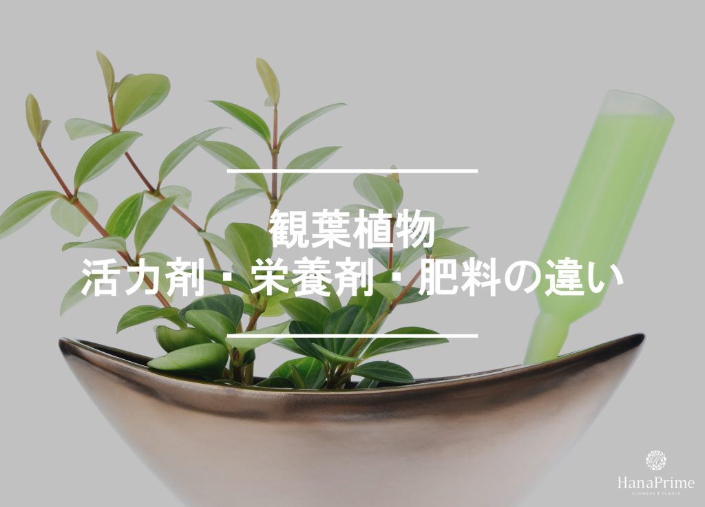 観葉植物の活力剤、栄養剤、肥料の違いは?