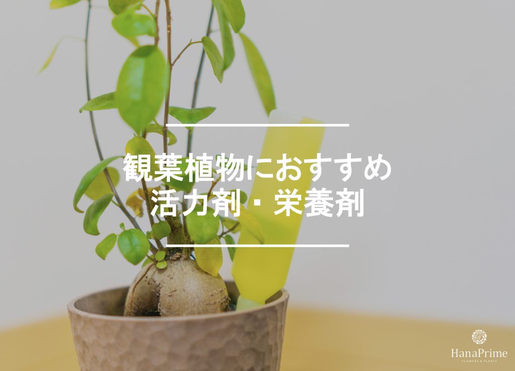 観葉植物におすすめの活力剤・栄養剤
