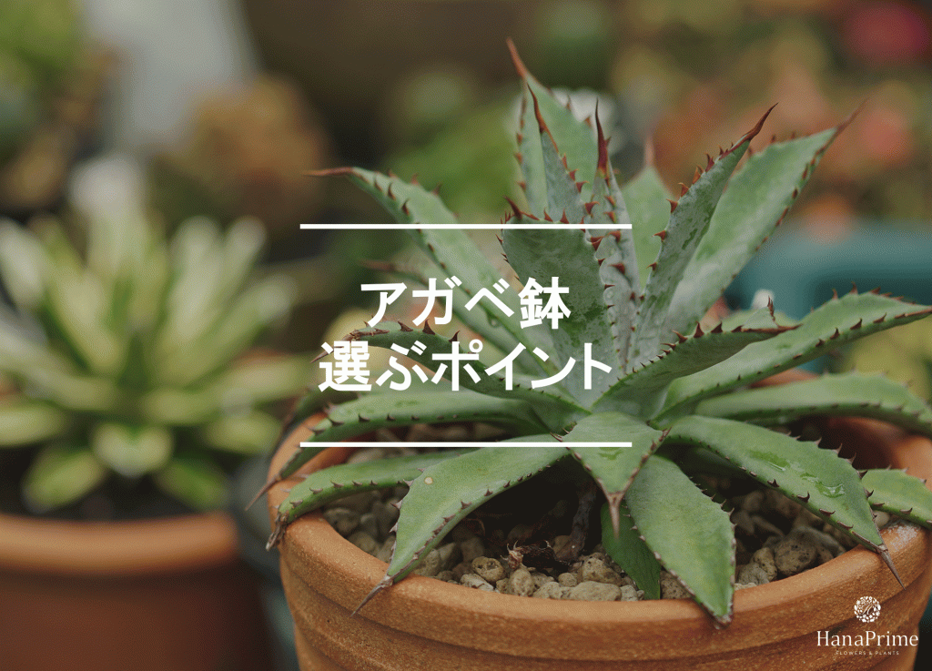 アガベ鉢を選ぶ際のポイント