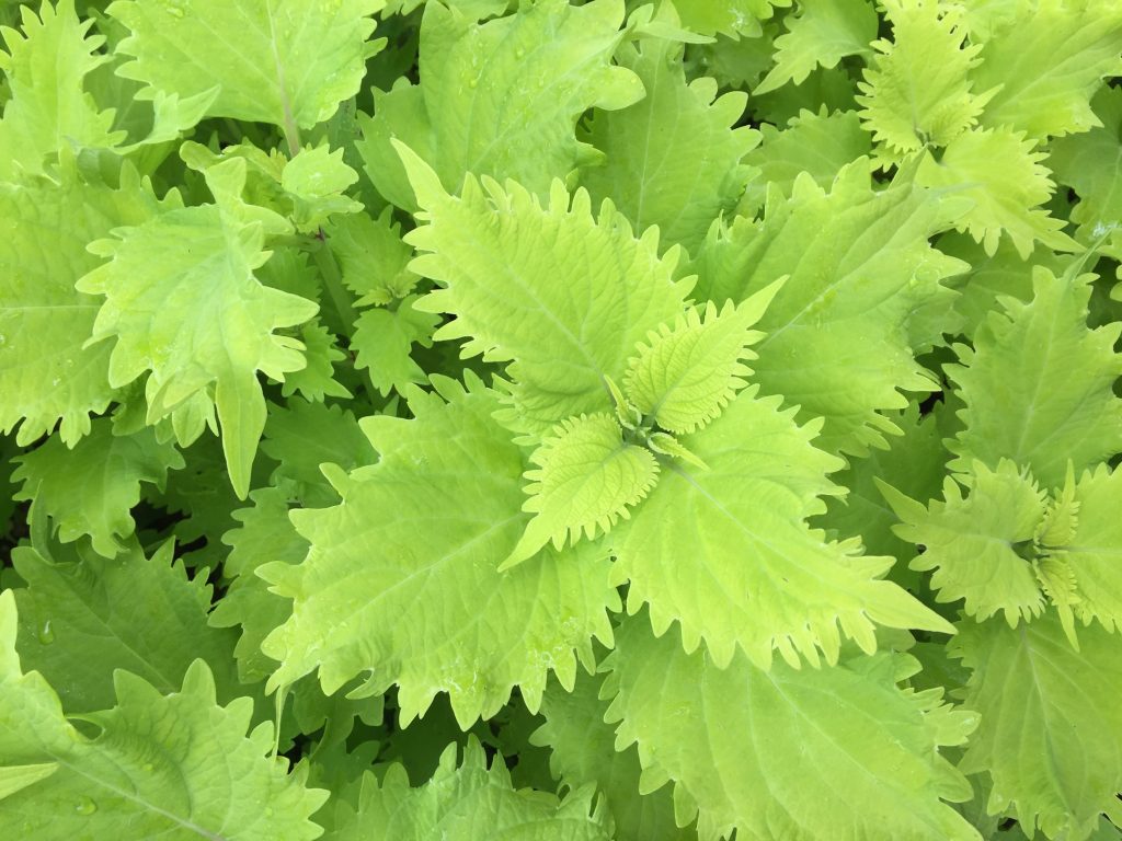 ワサビ