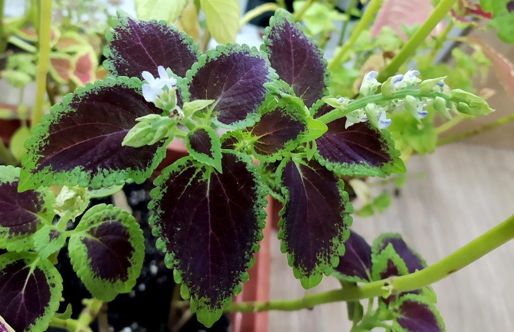 コリウスはどんな花が咲く?