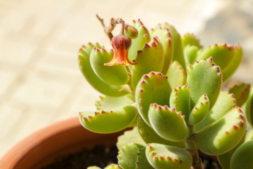 熊童子(コチレドン)はどんな花が咲く?