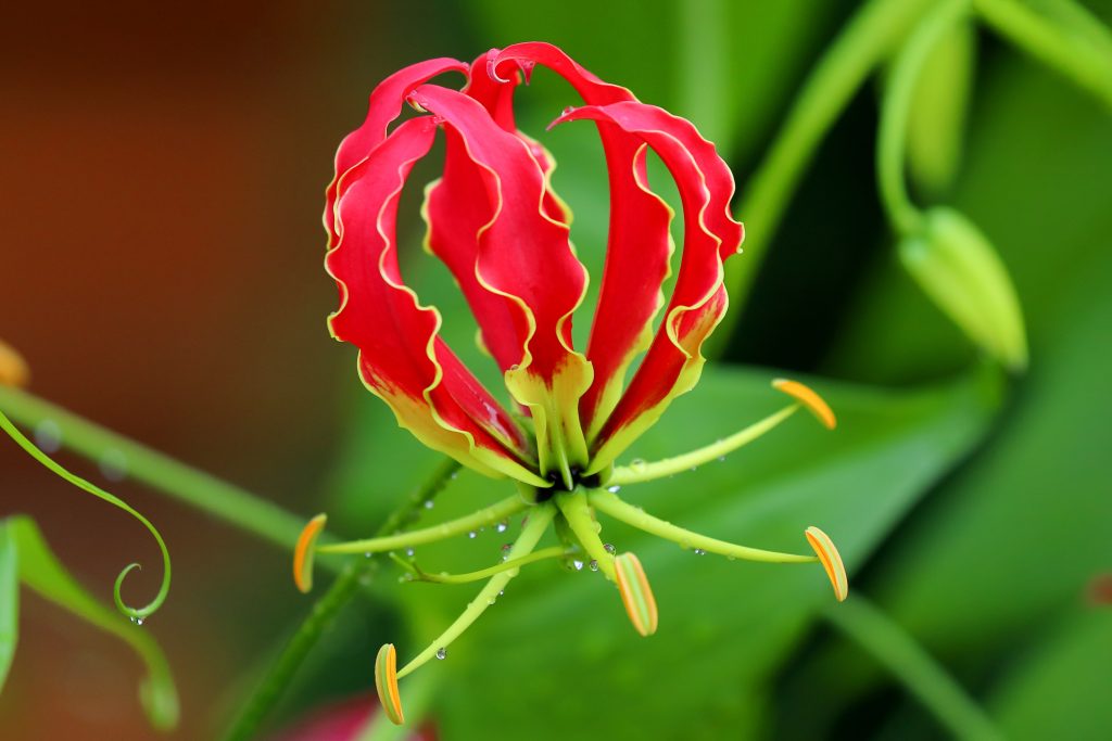 グロリオサはどんな花が咲く?
