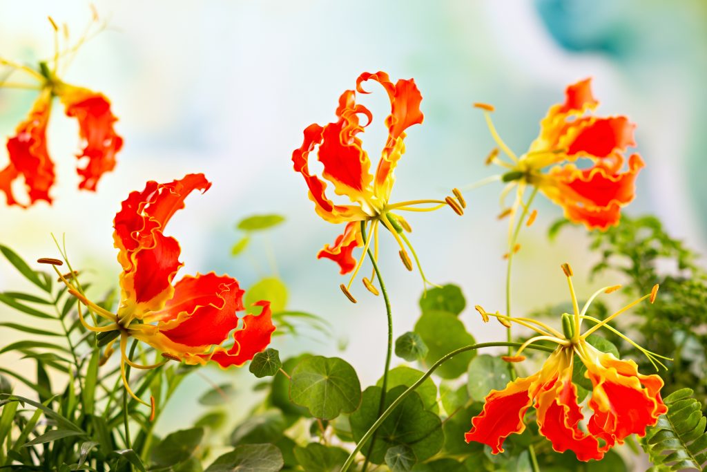グロリオサの開花時期